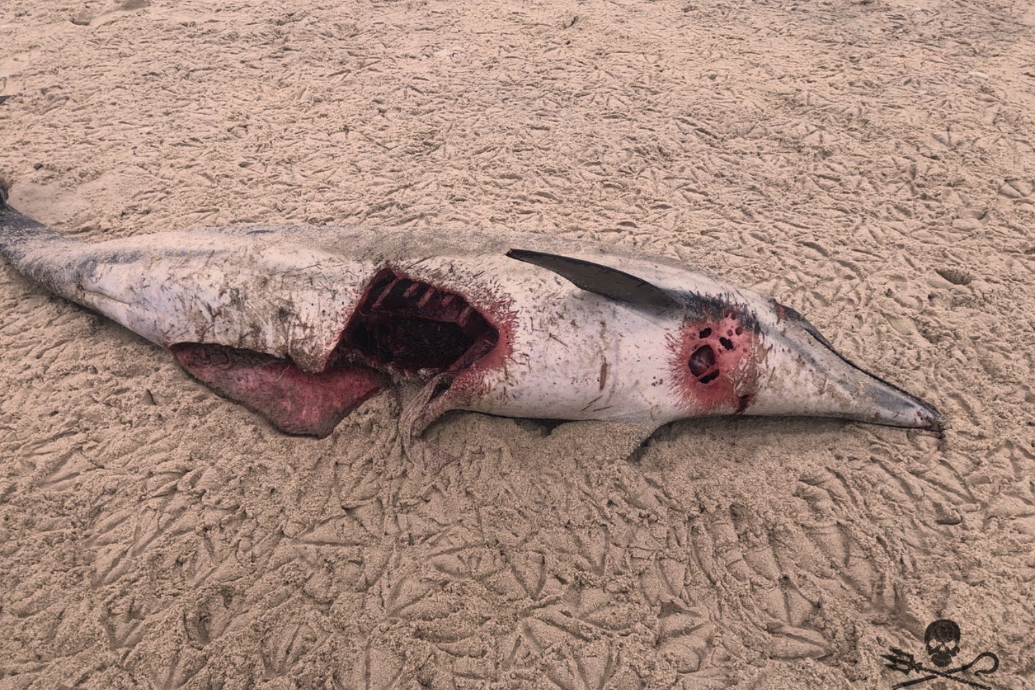Cadavre de dauphin mutilé retrouvé sur la plage du Grand Crohot du Bassin d'Arcachon