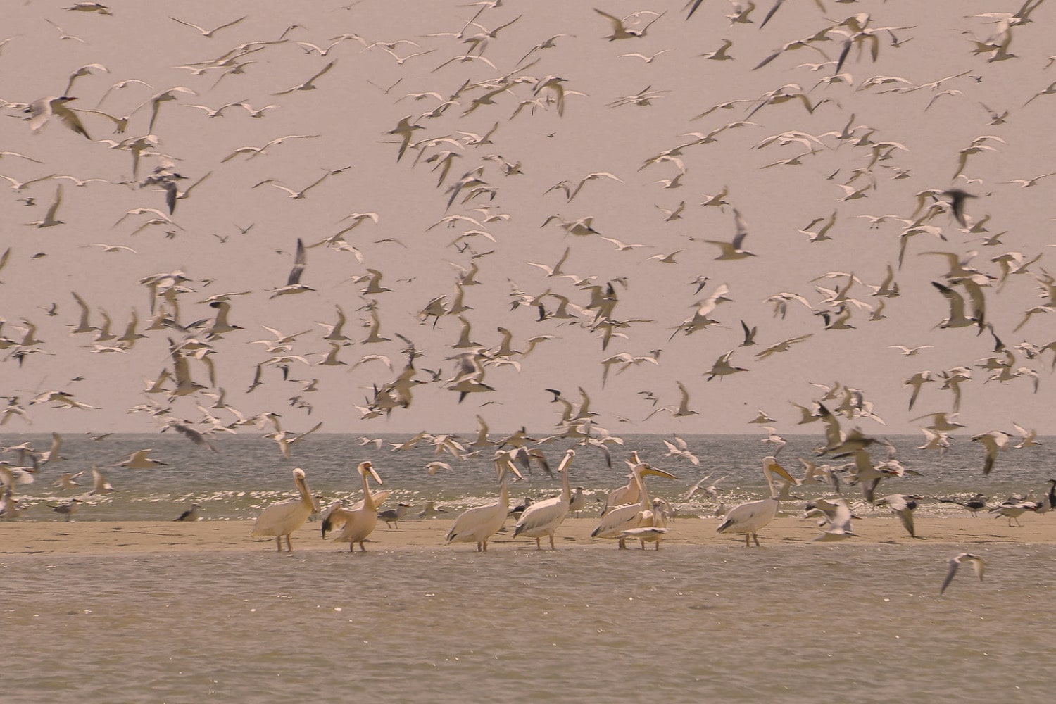 10 000 oiseaux migrateurs se rassemblent sur le banc d’Arguin pour former un véritable tapis vivant